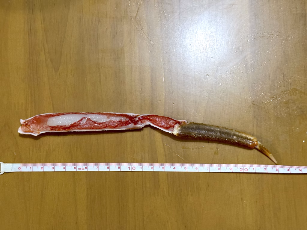 ズワイガニ脚の実寸画像